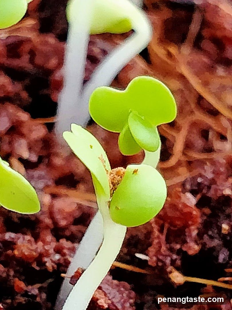 Plant Sprouts