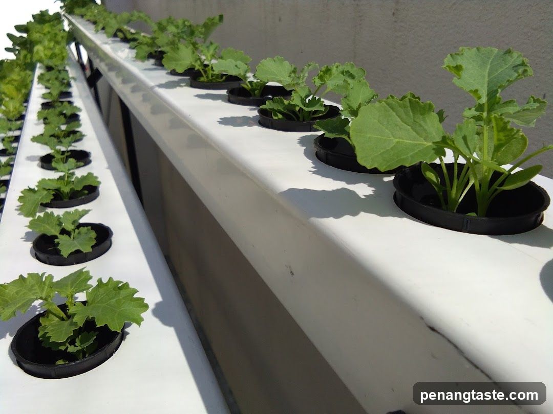 Hydroponic Plant Setup