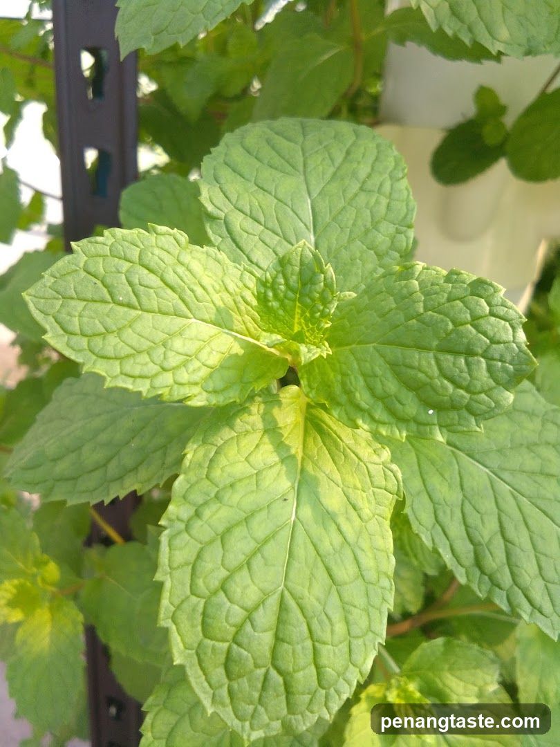 Mint Plant