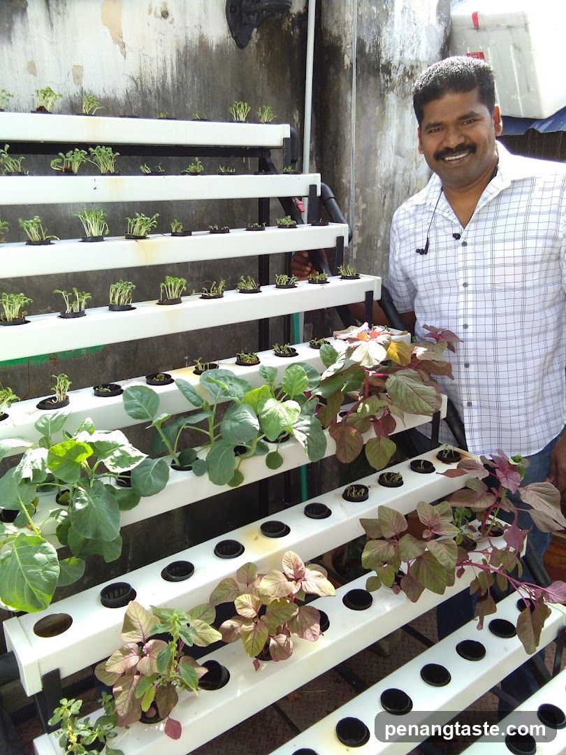 Man with hydroponic garden setup