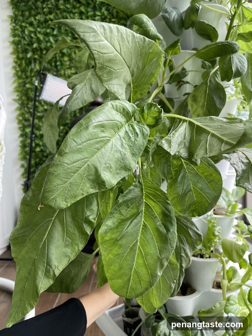 Indoor Plant Display