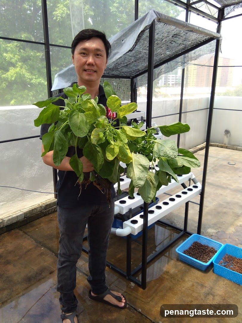 Person holding plants in hydroponic setup