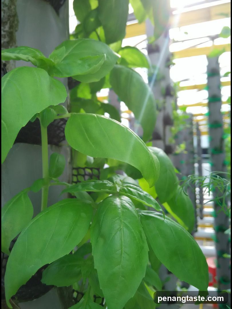 Basil Plant in Vertical Farming Setup