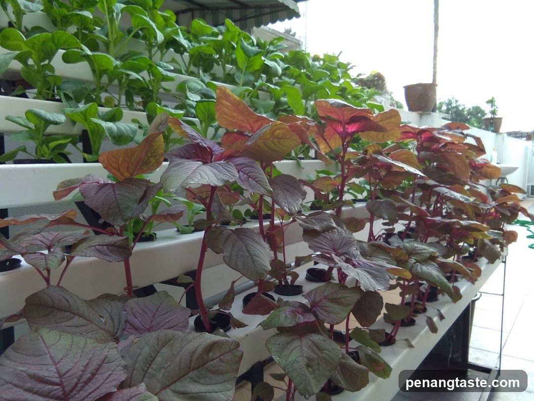 Hydroponic Plant Setup