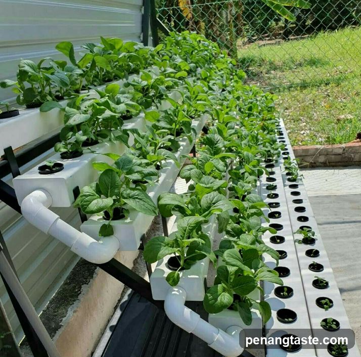 Hydroponic Vegetable Garden