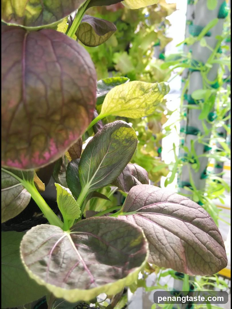 Plant Leaves in Vertical Farming Setup