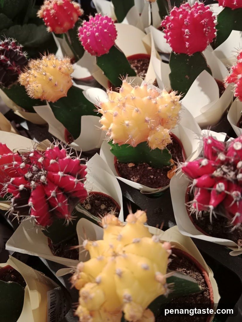 Cactus Display