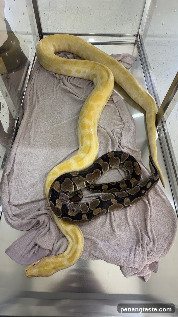 Snake in enclosure