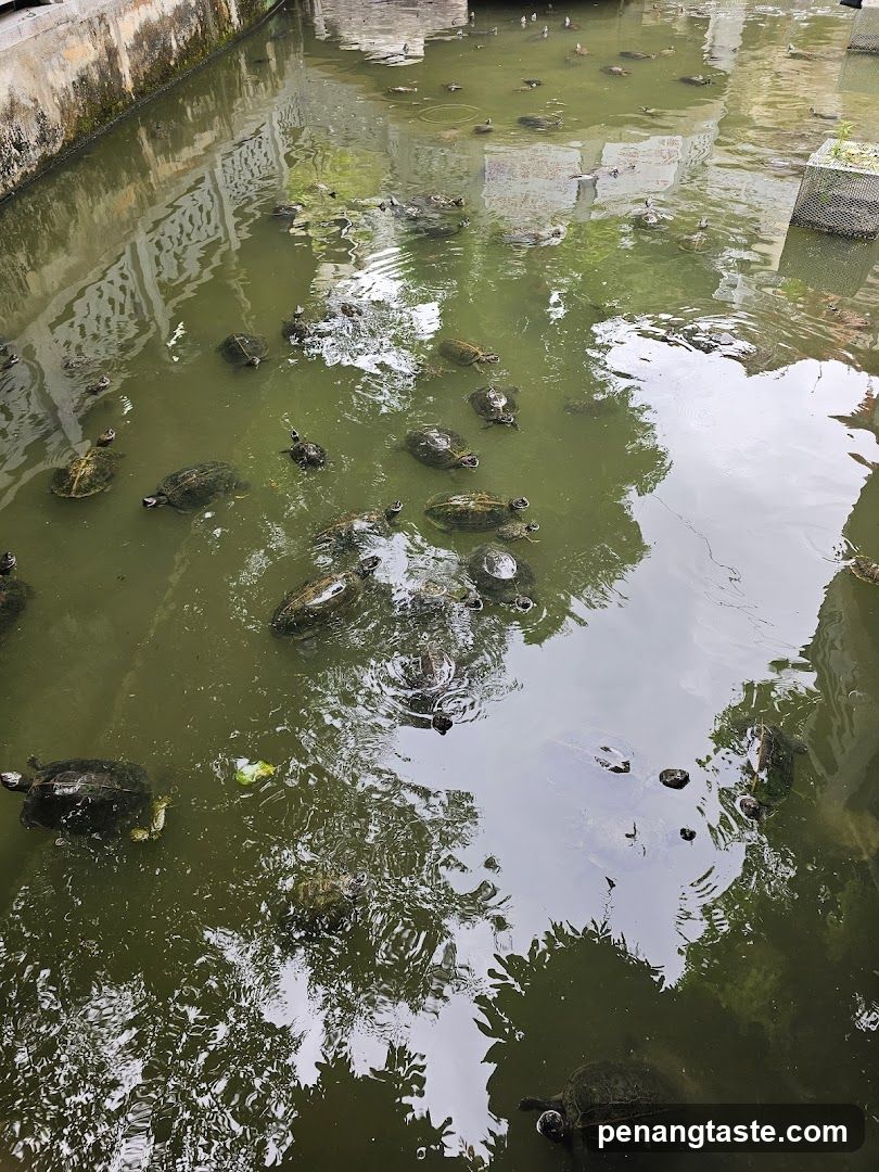 Turtles in Pond