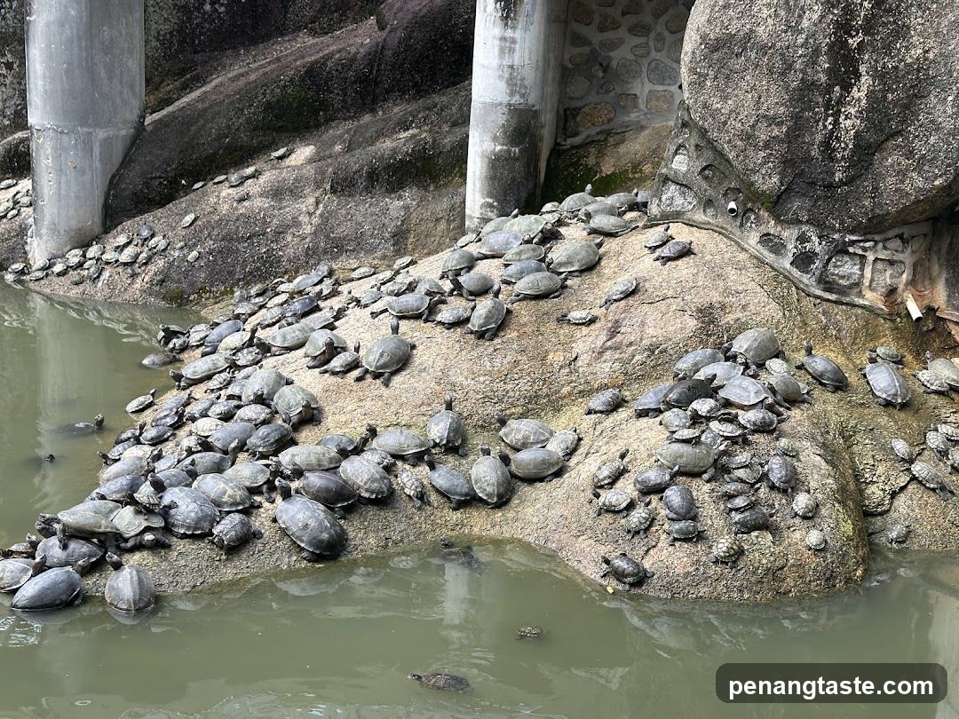 Turtles on Rocks