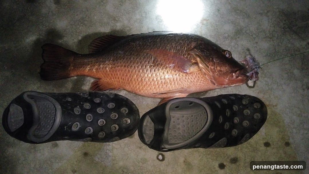 Fish with Crocs