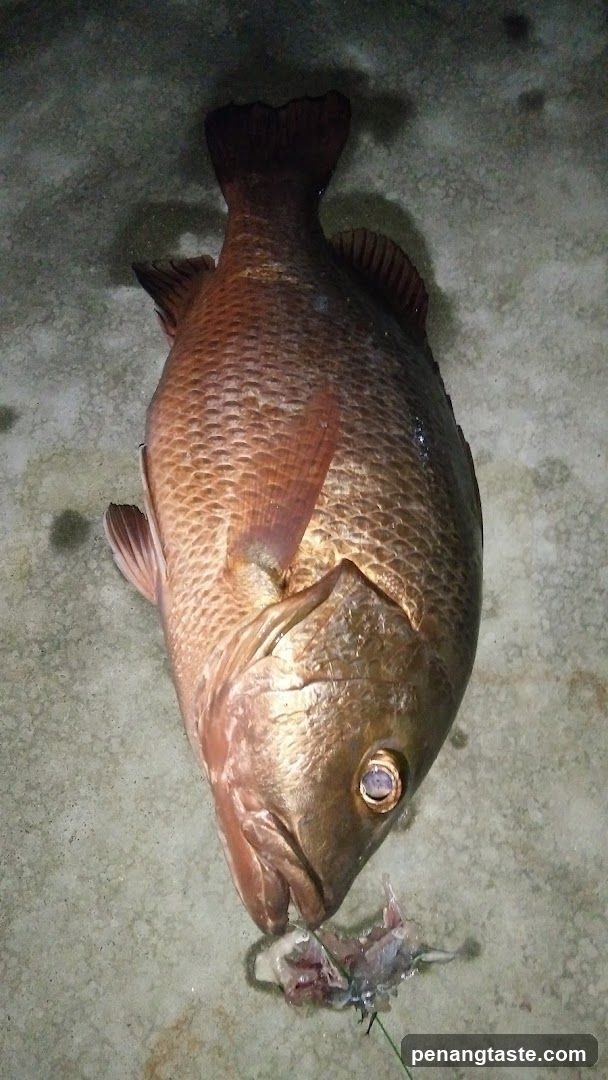 Fish on Concrete Floor