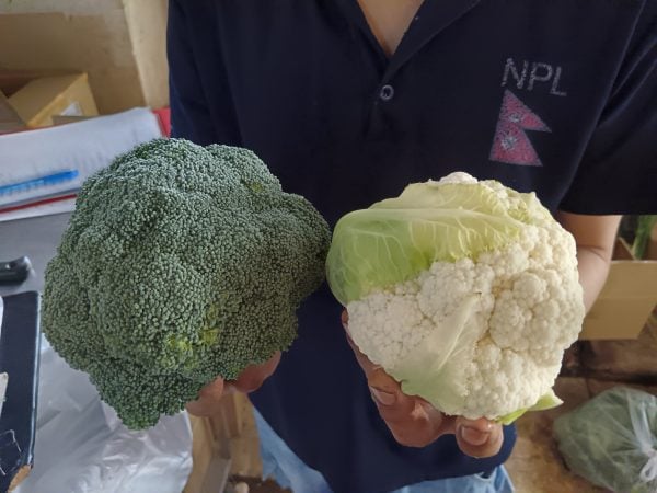 Cauliflower priced at about RM8 per kilogram in Penang ahead of Nine Emperor Gods 2026